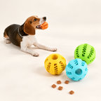A beagle lies on a light cream studio floor holding an orange ball in its mouth, with three colorful textured balls and a few kibble pieces on the ground nearby.