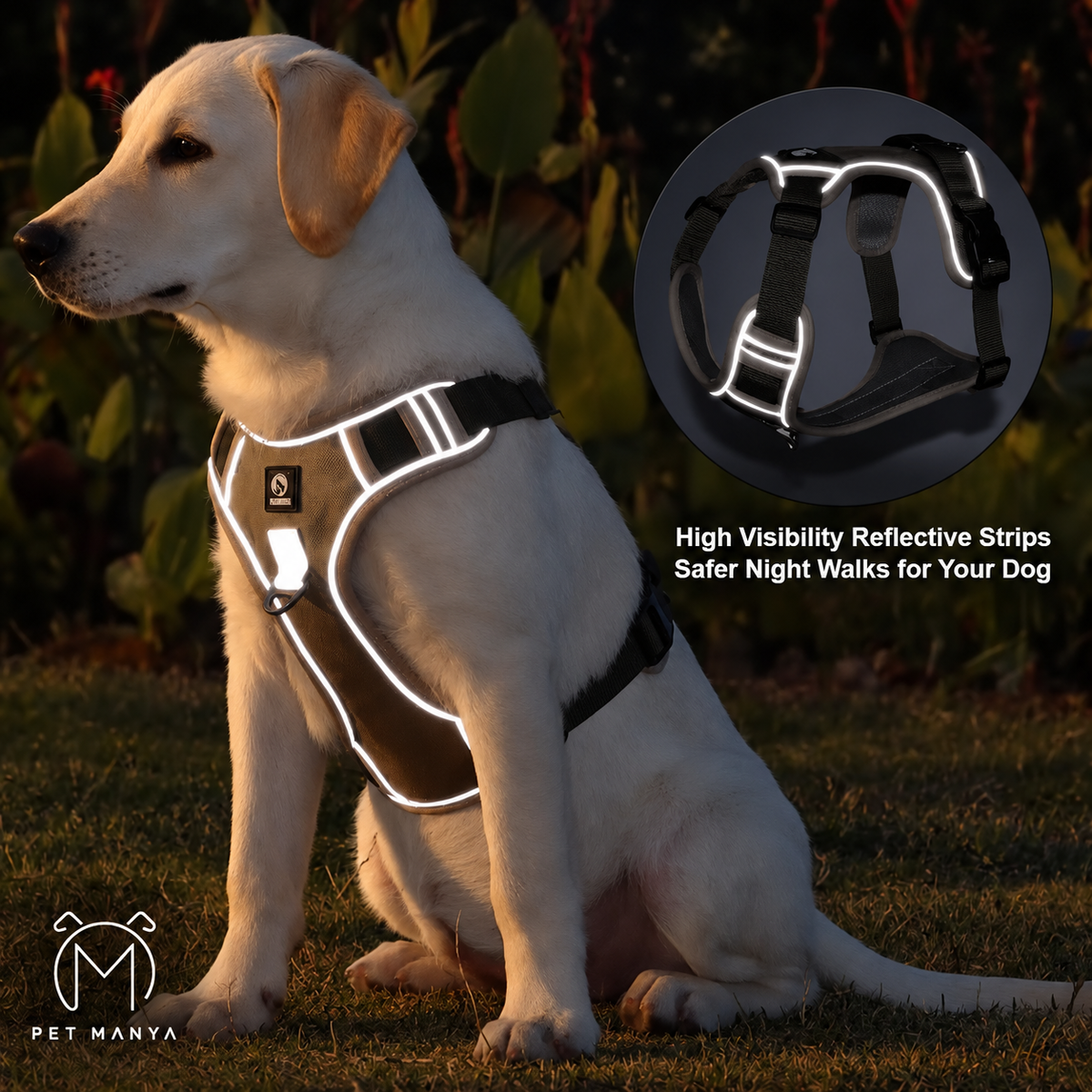A light-colored Labrador retriever sits on grass outdoors at night wearing a reflective dog harness. The harness has bright white reflective trim and black straps.