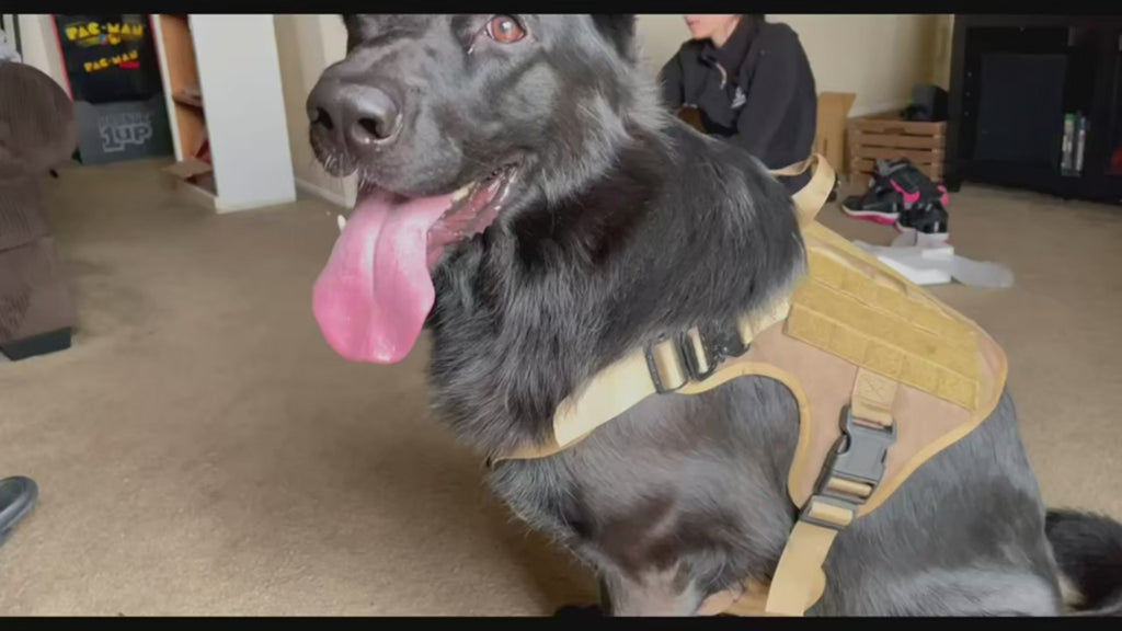 PETMANYA All-Terrain No-Pull Harness Set